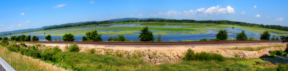 [Five photos stitched together--turning to take the photos resulted in a changing horizon so the photos didn't line up correctly when I stitched all of them together--showing algae and lilypad growth in this slower section of the river water.]